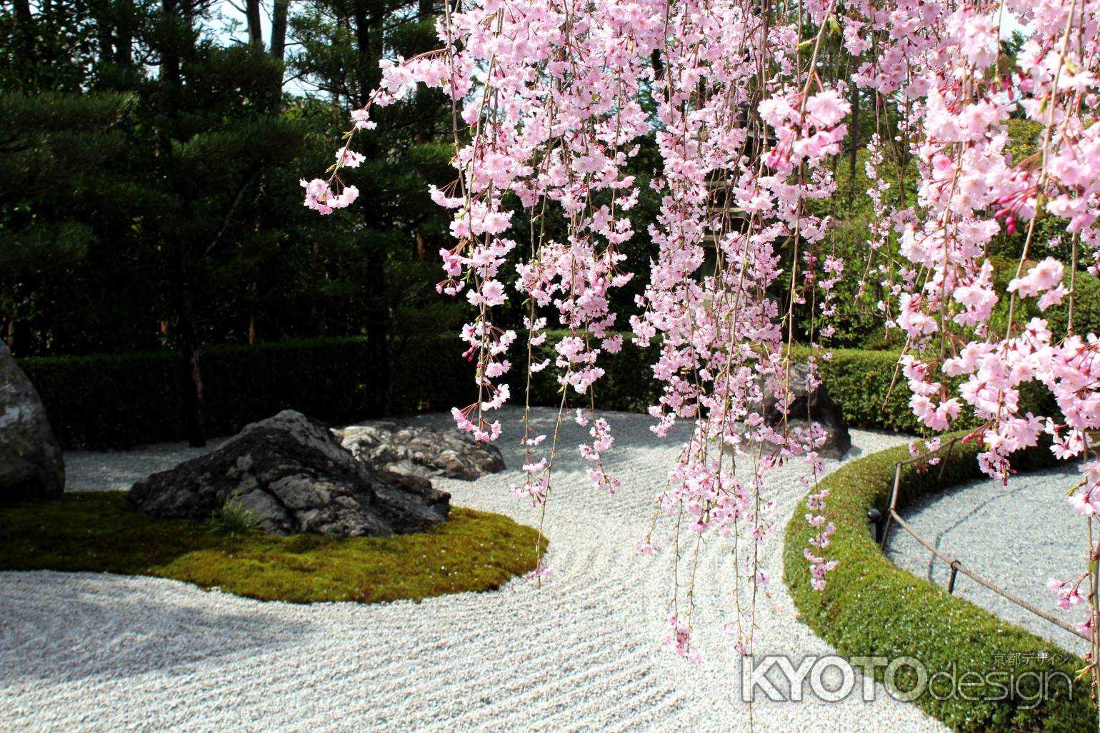 妙心寺退蔵院の桜