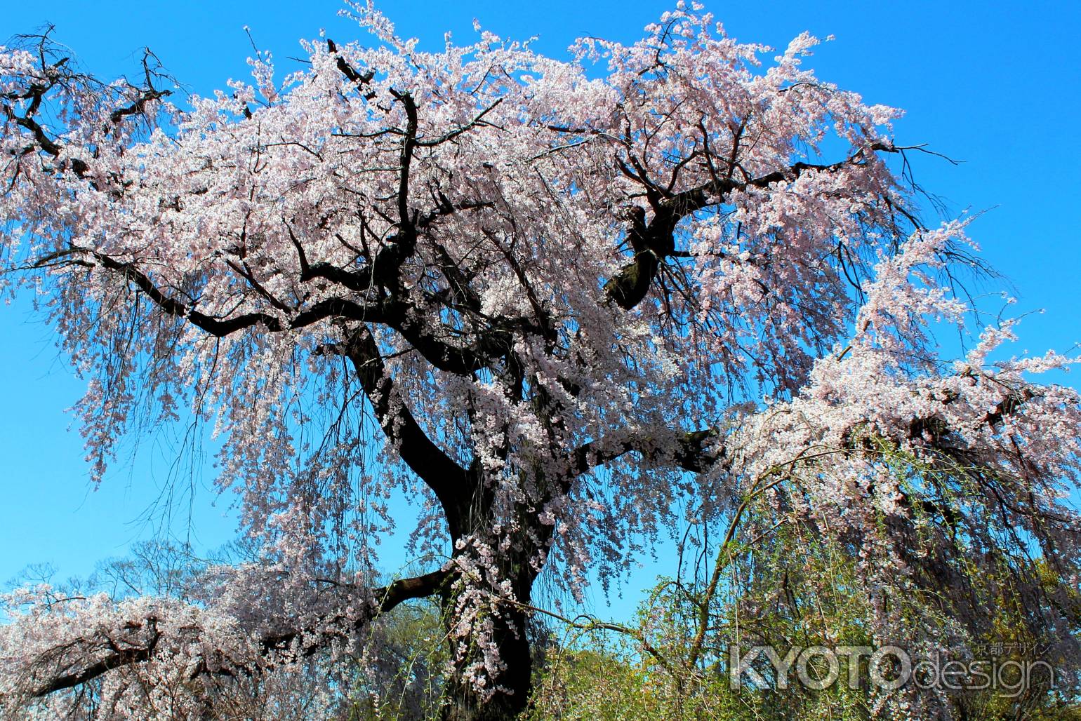 京都１本桜、円山公園