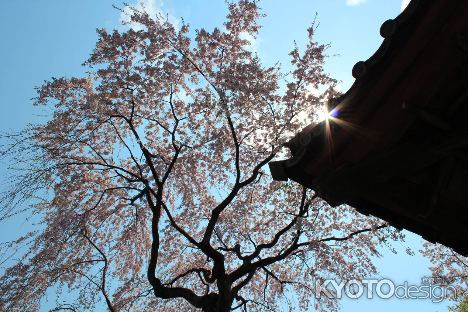 京都一本桜１６、勝持寺