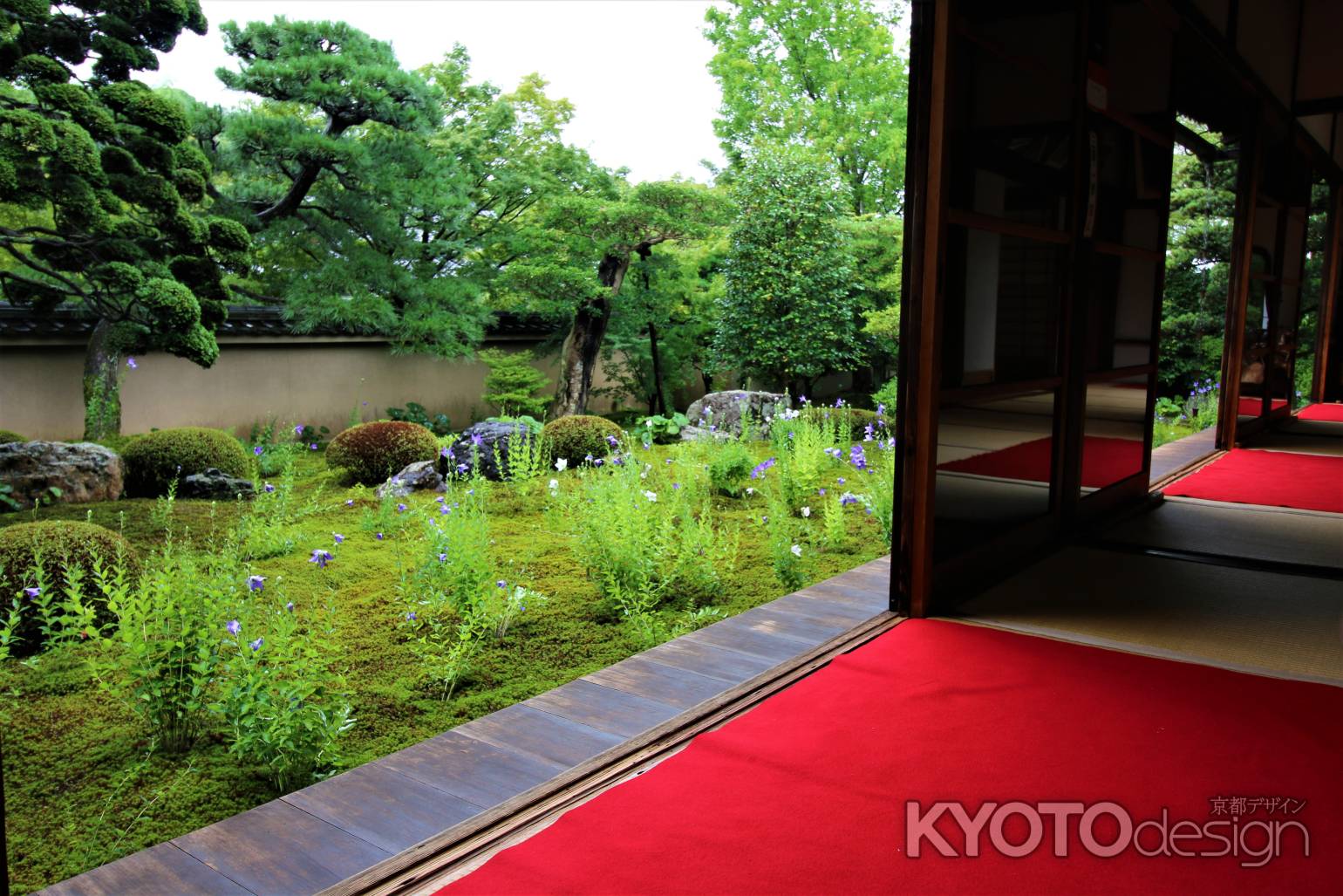 東福寺天得院のキキョウ２