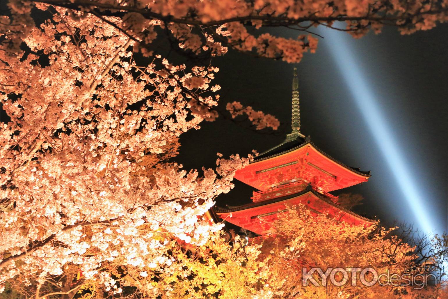 清水寺桜のライトアップ2019
