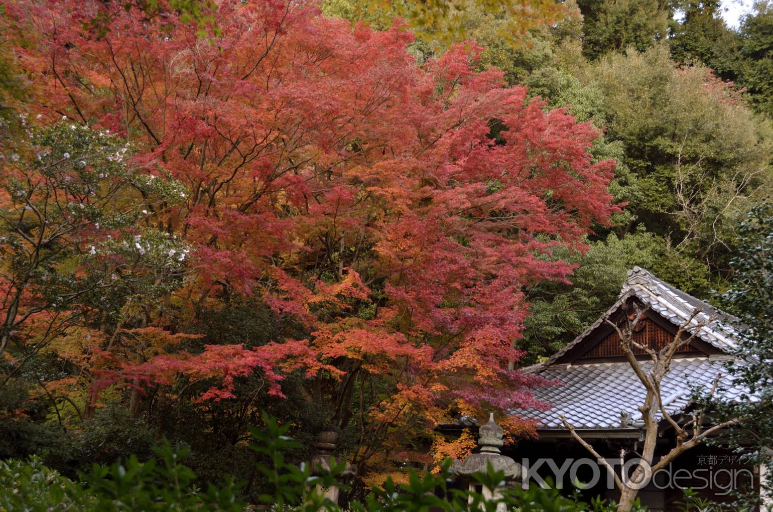 来迎院・紅葉２０１３（２）