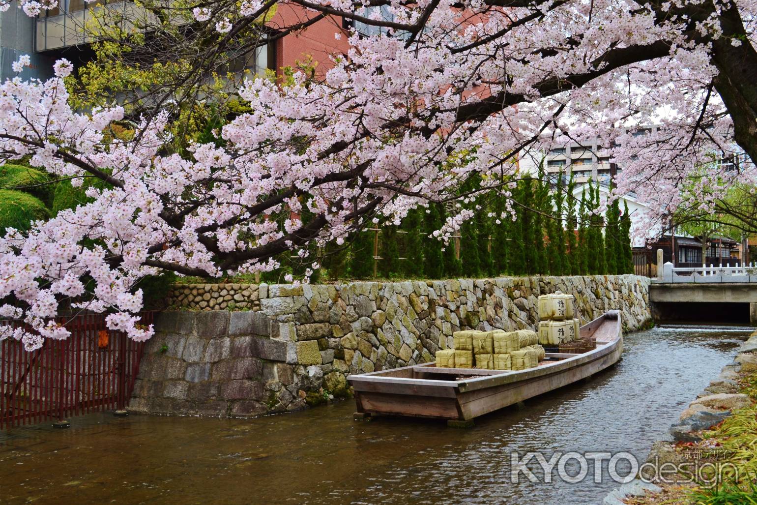高瀬舟と桜