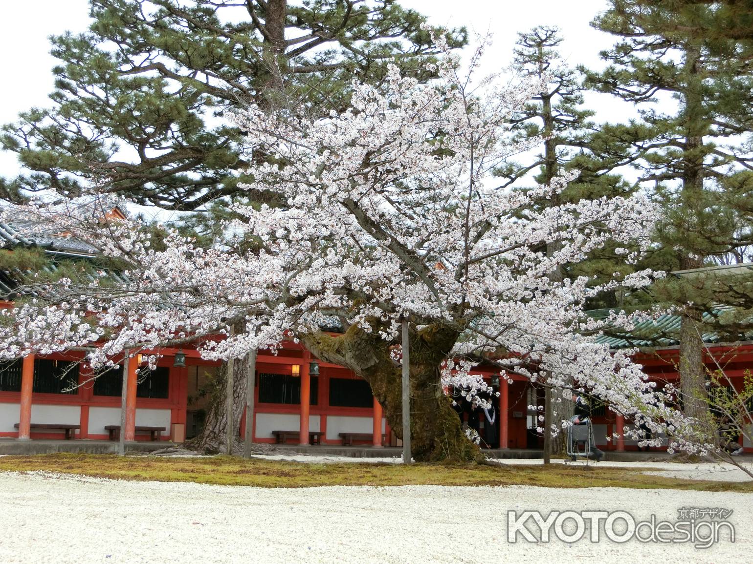 平安神宮の桜1