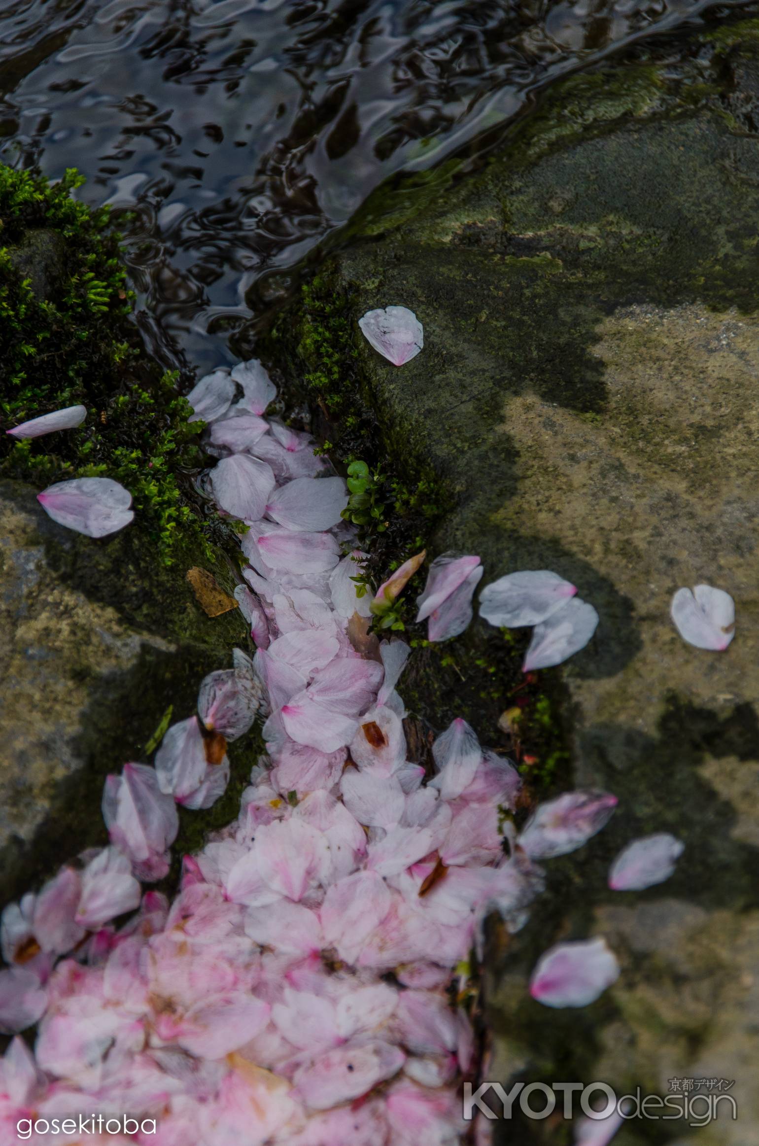 上賀茂神社の散り桜