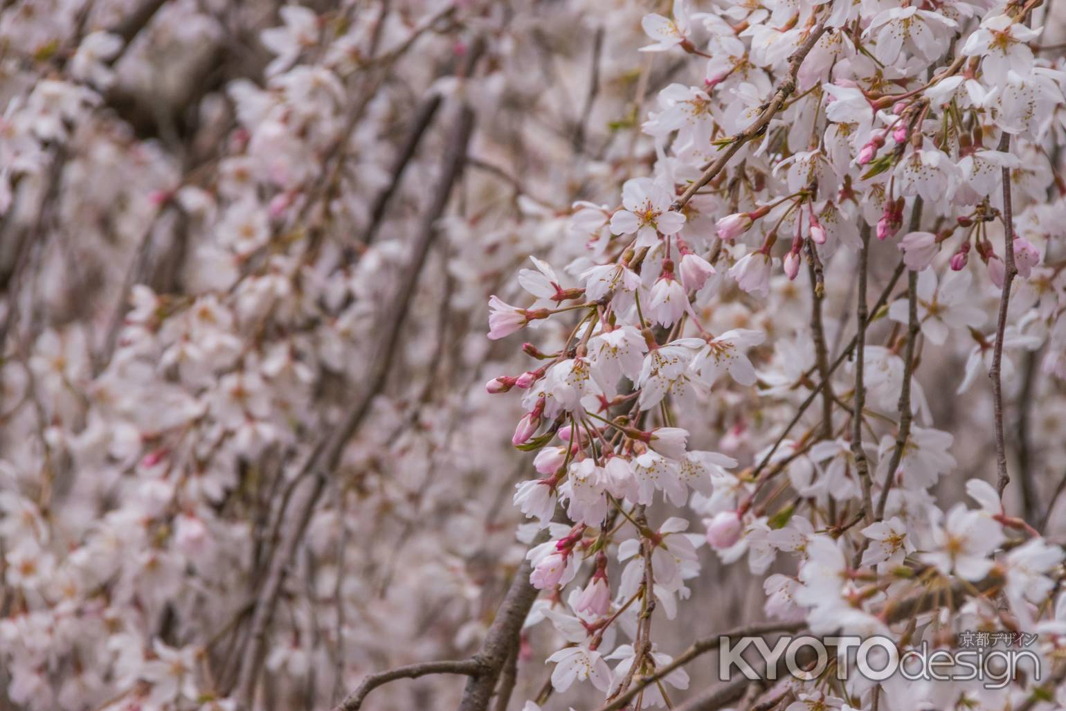京都御苑の桜、その１５