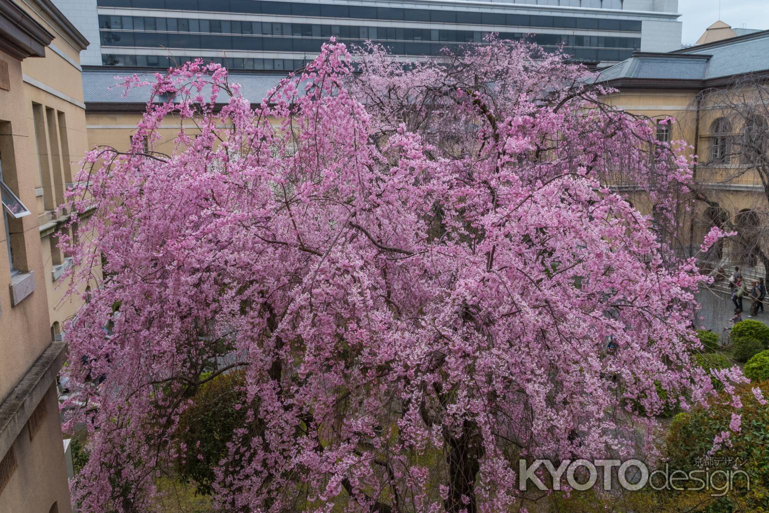 京都府庁旧本館中庭の紅八重枝垂桜