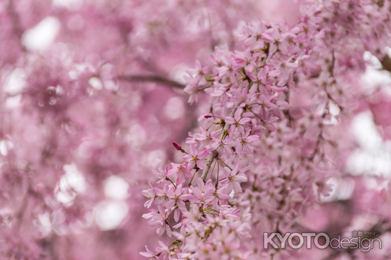 京都府庁旧本館、中庭の枝垂桜に超・接近遭遇