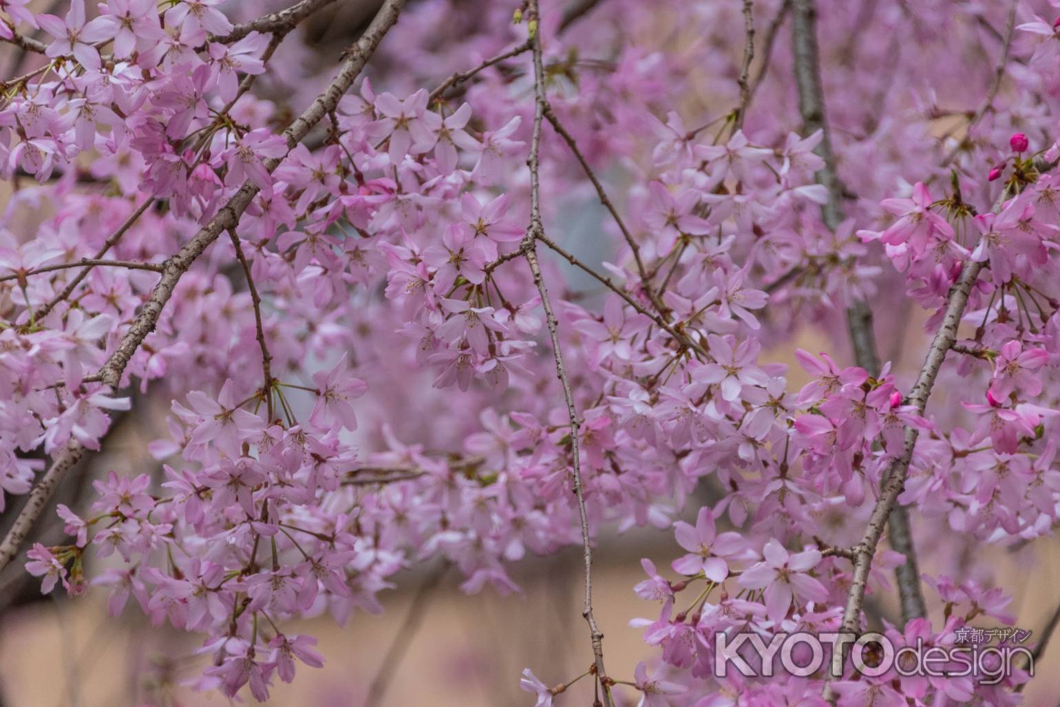 京都府庁旧本館、中庭の枝垂桜は花弁も可憐