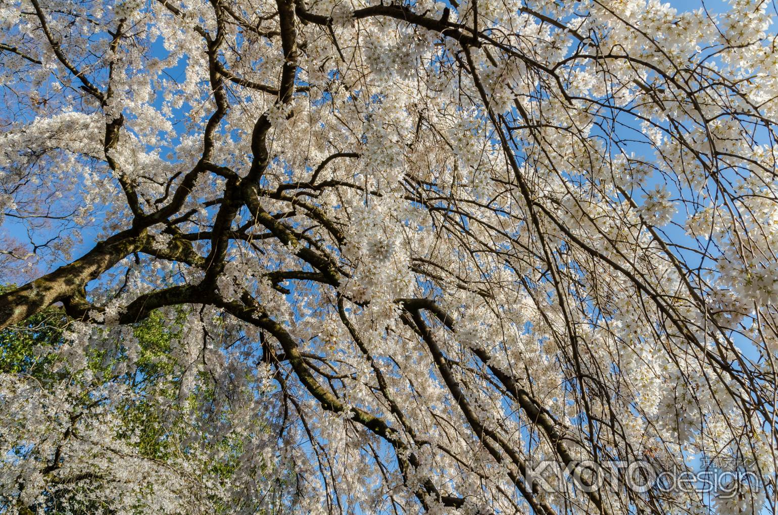 京都御苑の桜、桜の滝