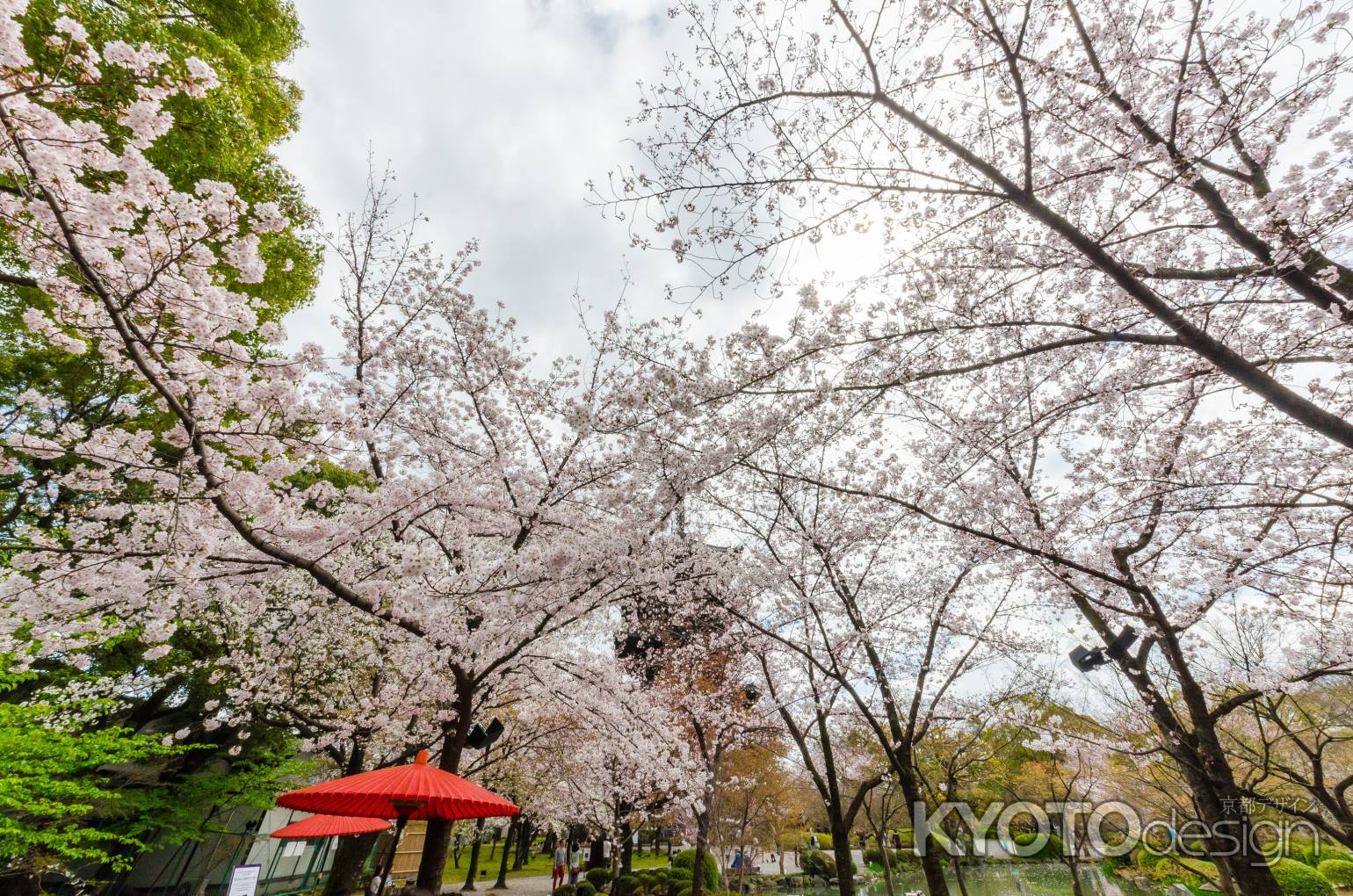 瓢箪池の桜