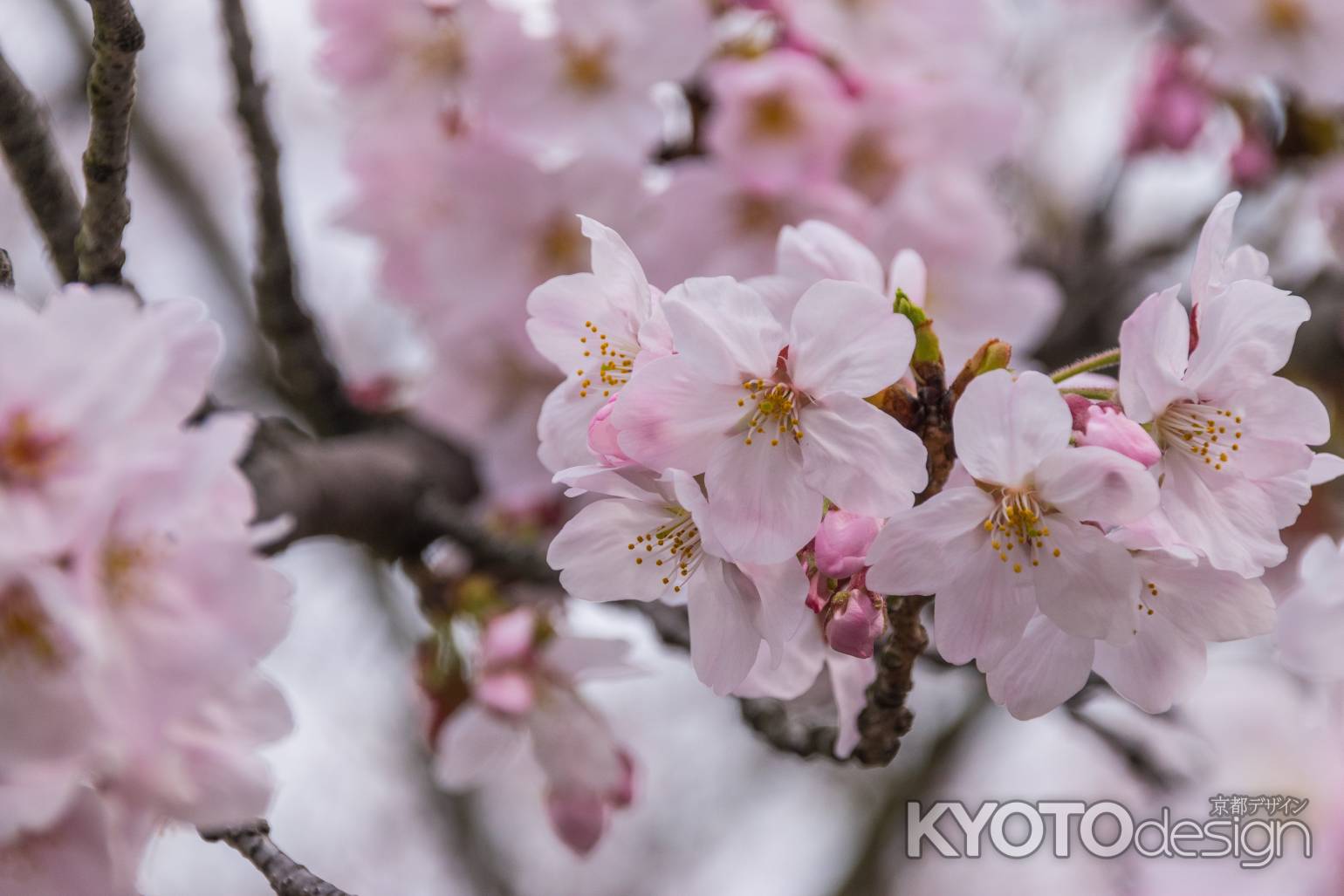 大きめの花弁