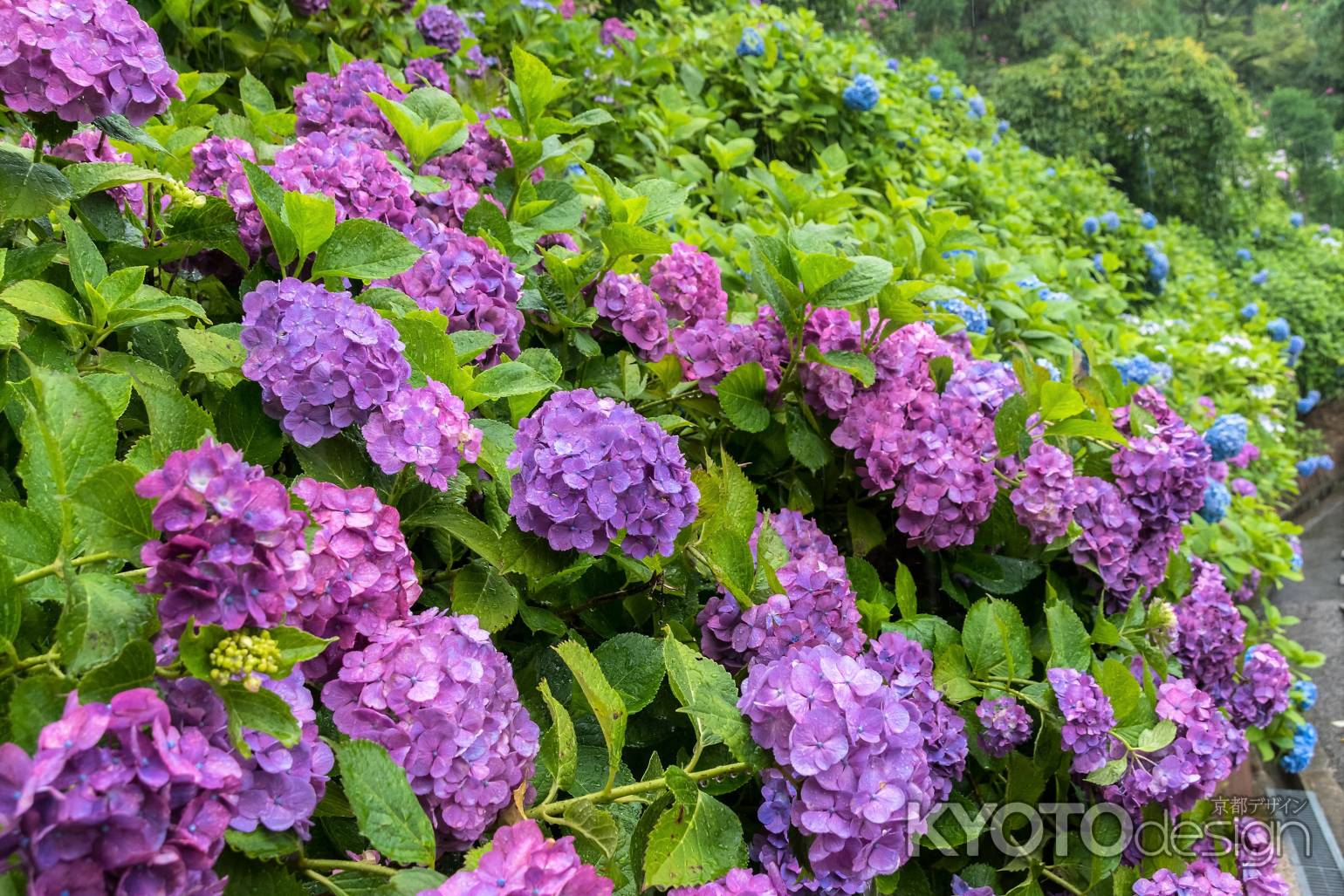 雨の善峯寺、紫の紫陽花群