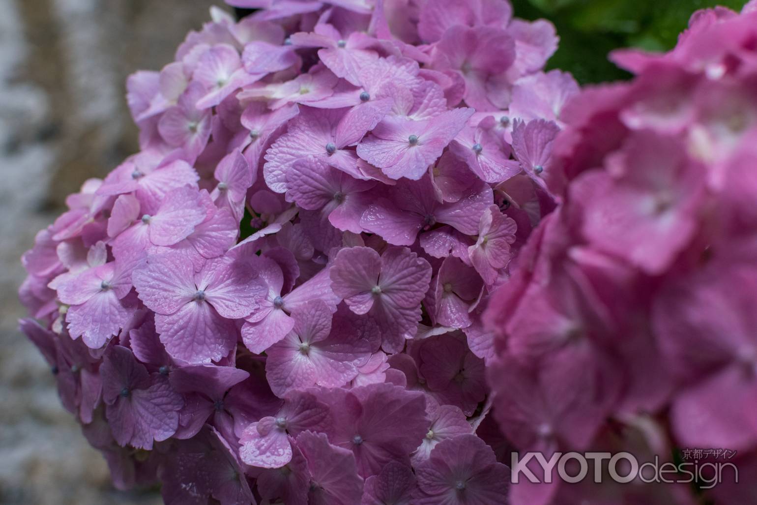 雨の善峯寺、赤紫の紫陽花