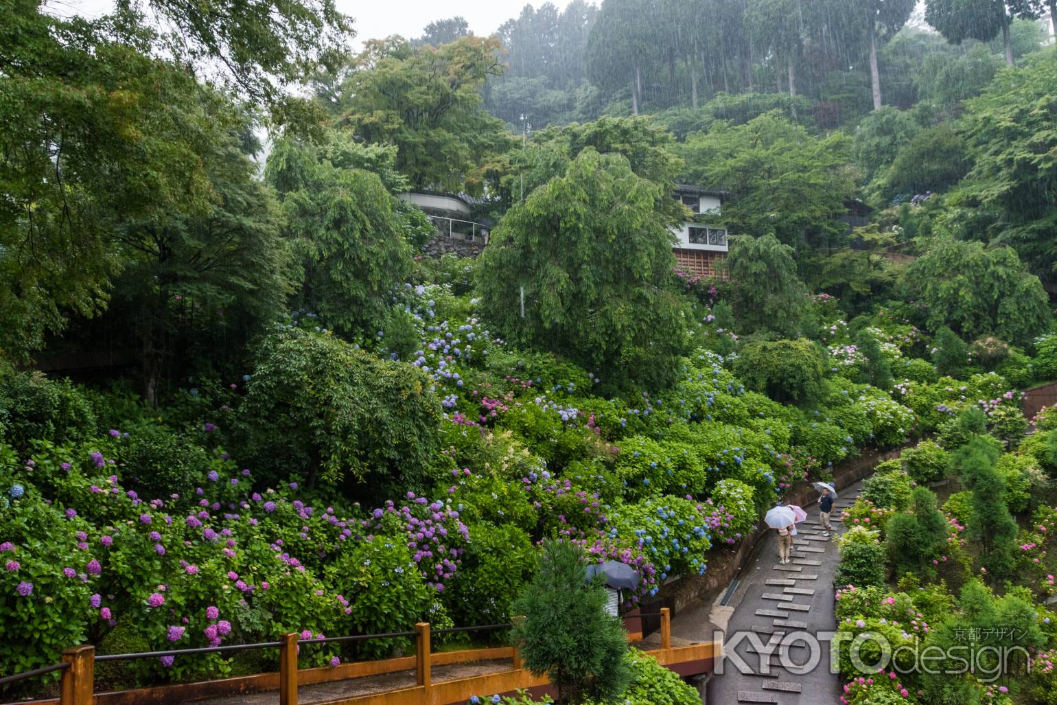 雨の善峯寺、白山あじさい苑を見渡す