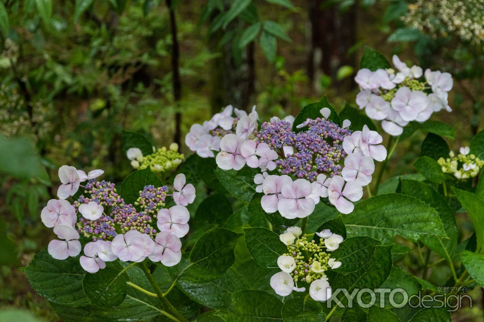 雨の善峯寺、薄紫の額紫陽花