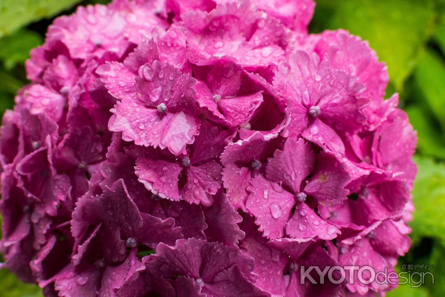 雨の善峯寺、赤い紫陽花