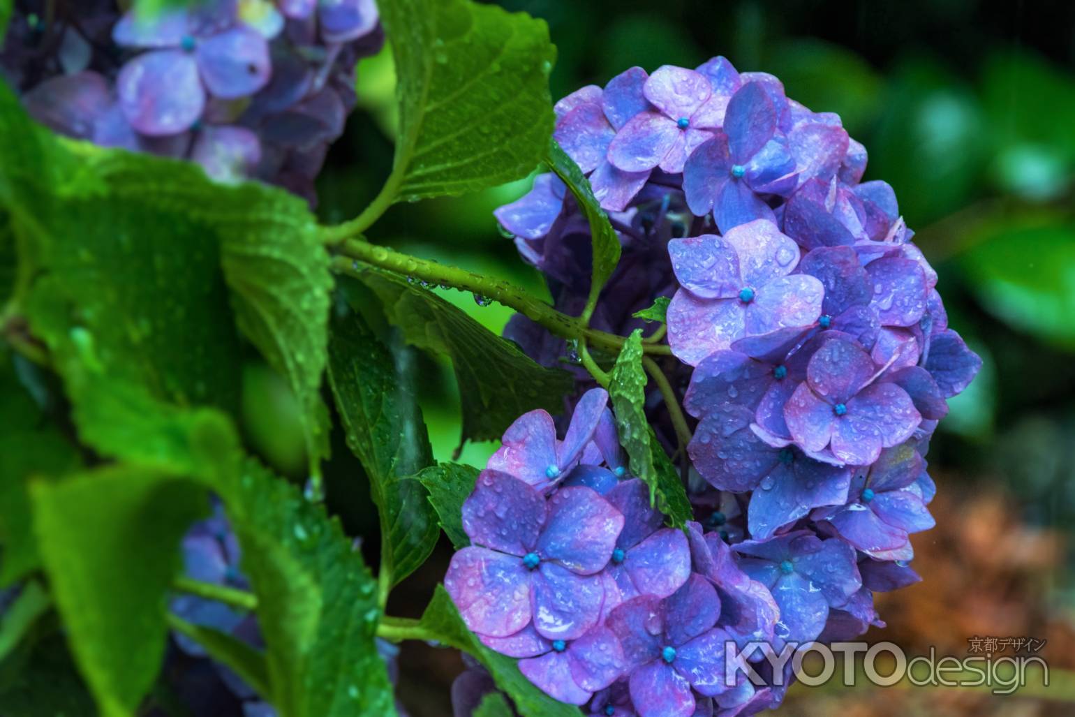 雨の善峯寺、青い紫陽花