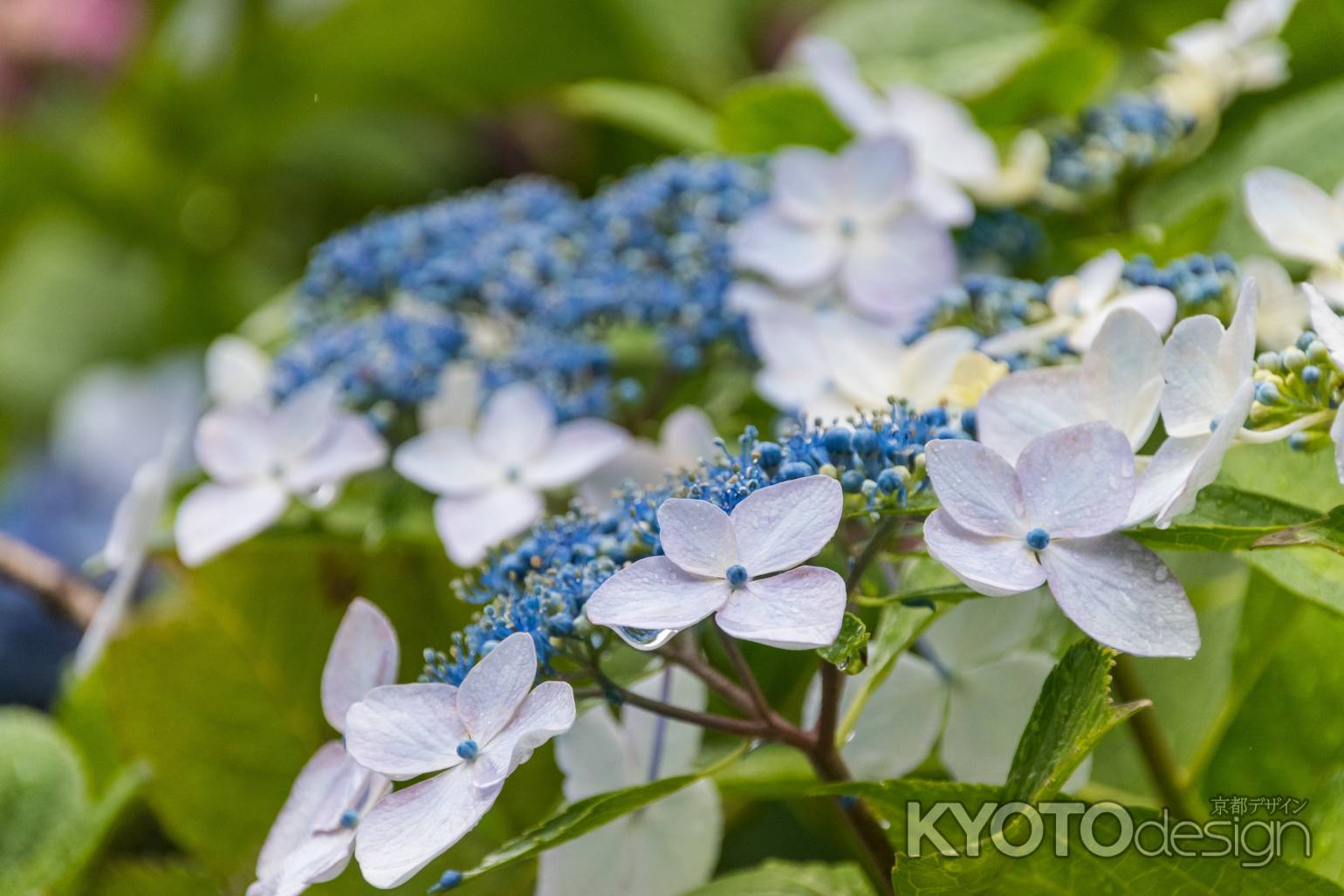 雨の善峯寺、白の額紫陽花