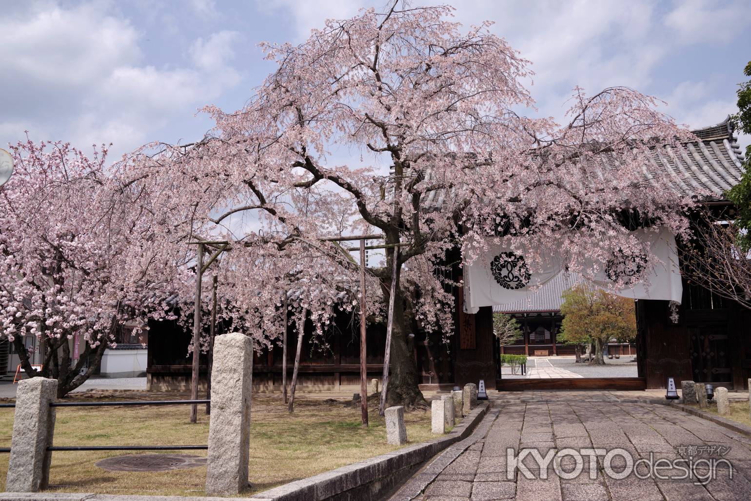 妙覚寺の桜10