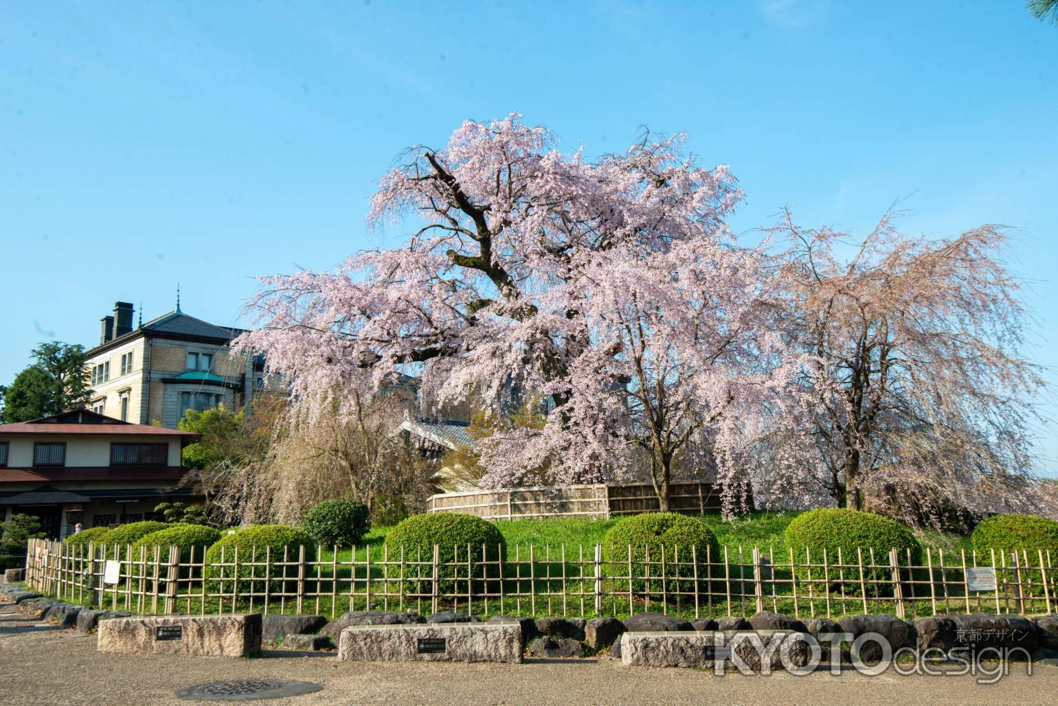 円山公園　3月27日の桜5