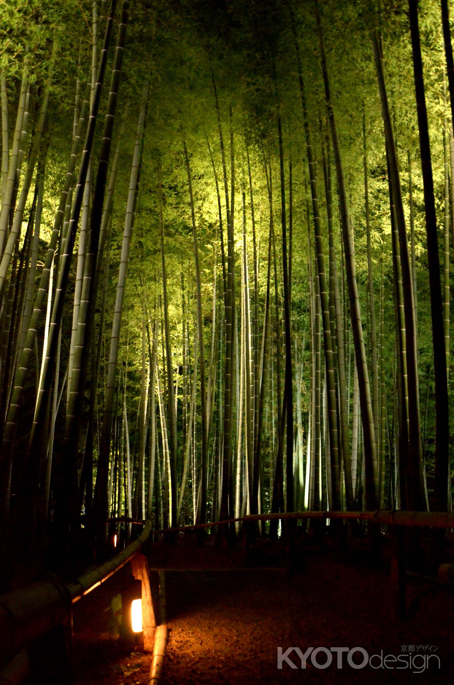 高台寺　夜間ライトアップ　竹林(160807c)