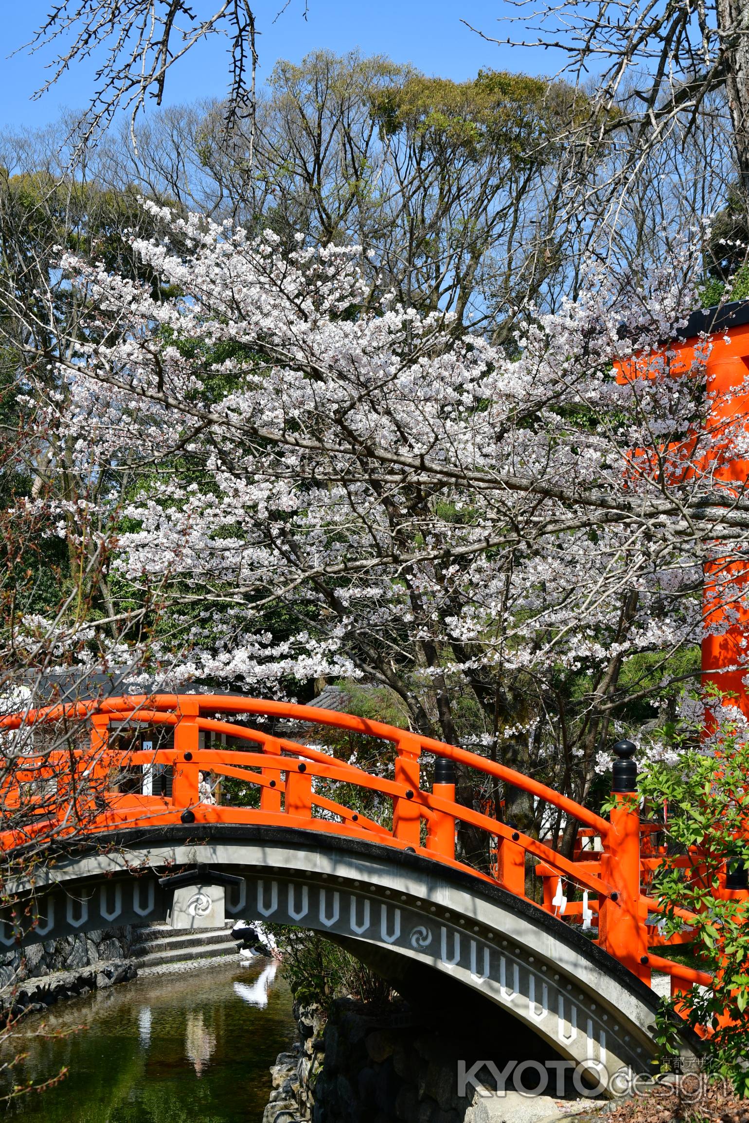 反り橋と桜