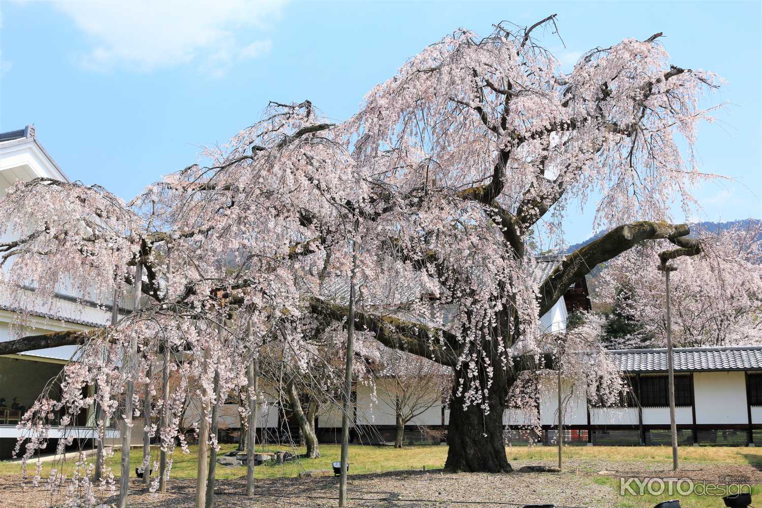 醍醐寺　霊宝館の春期特別展