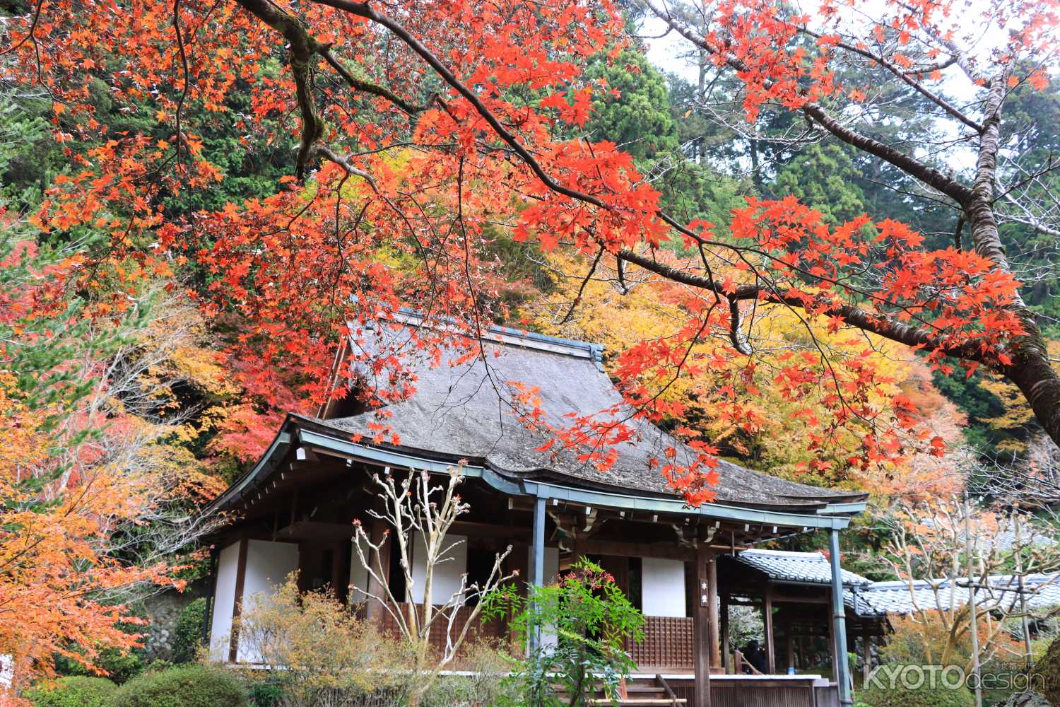 寂光院『旧本尊「六万体地蔵菩薩」秋の特別公開』