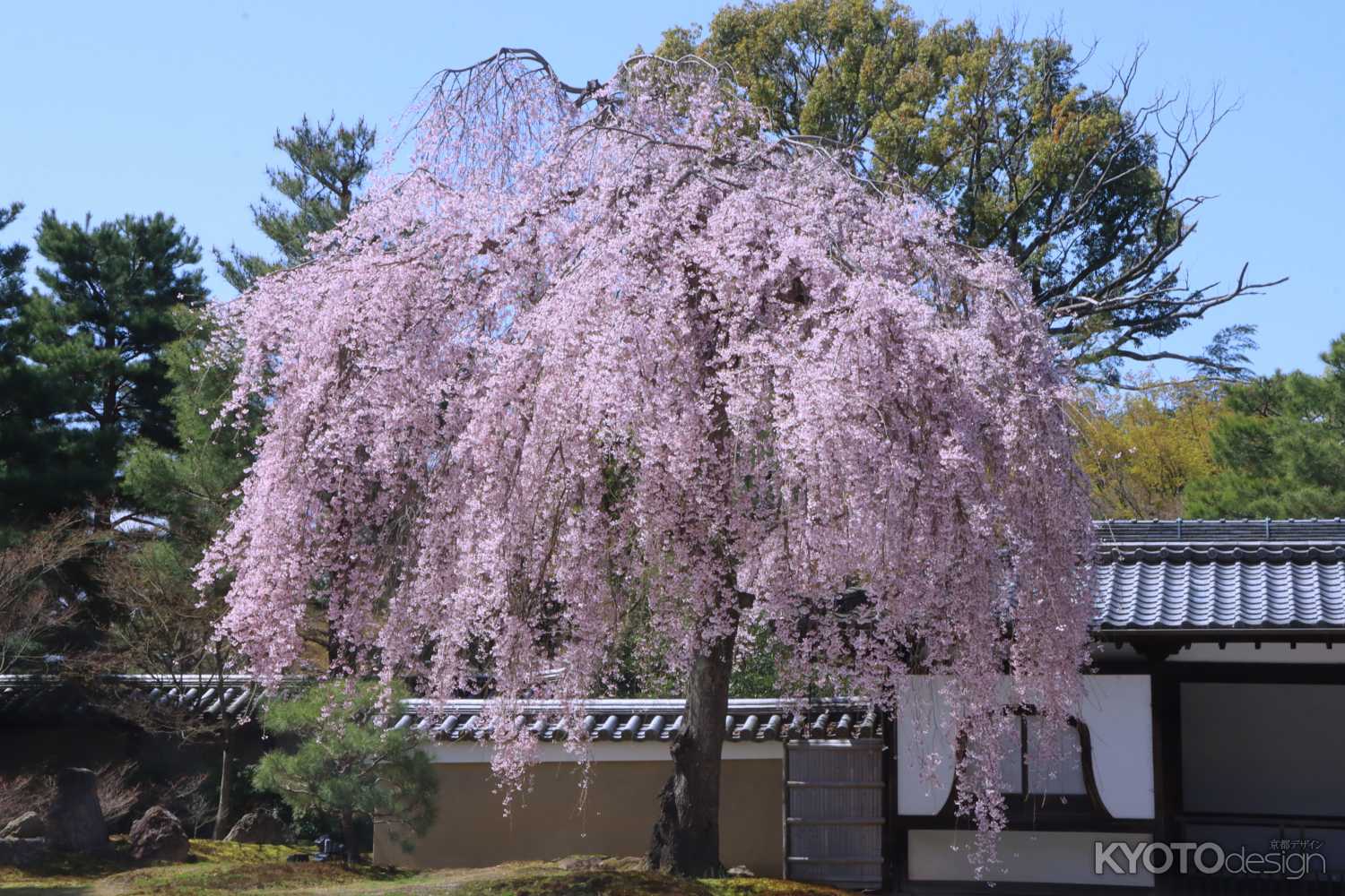 高台寺 春の特別展とライトアップ