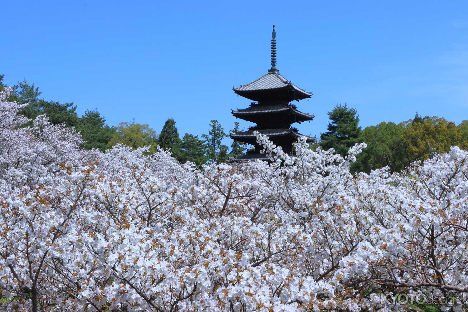 特別入山期間　御室花まつり