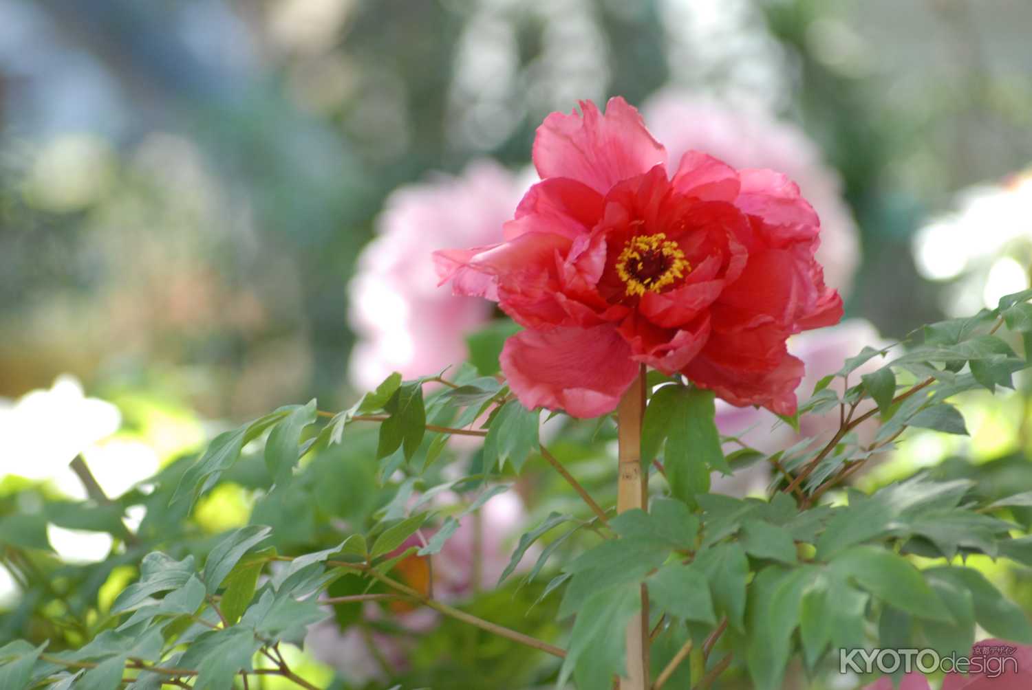 乙訓寺牡丹まつり（開催中止）