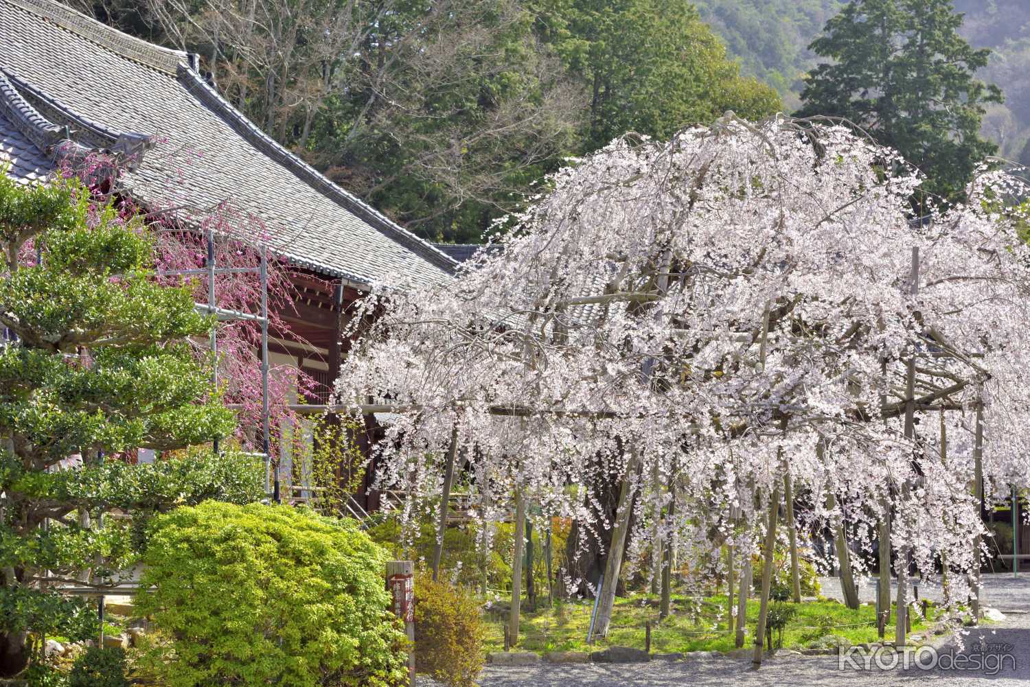 毘沙門堂観桜会・花まつり