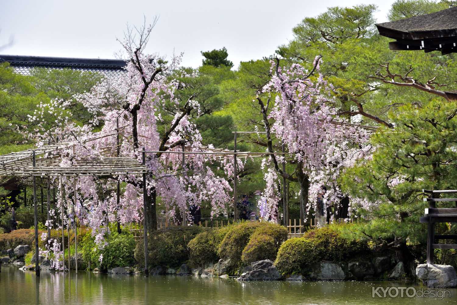 観桜茶会