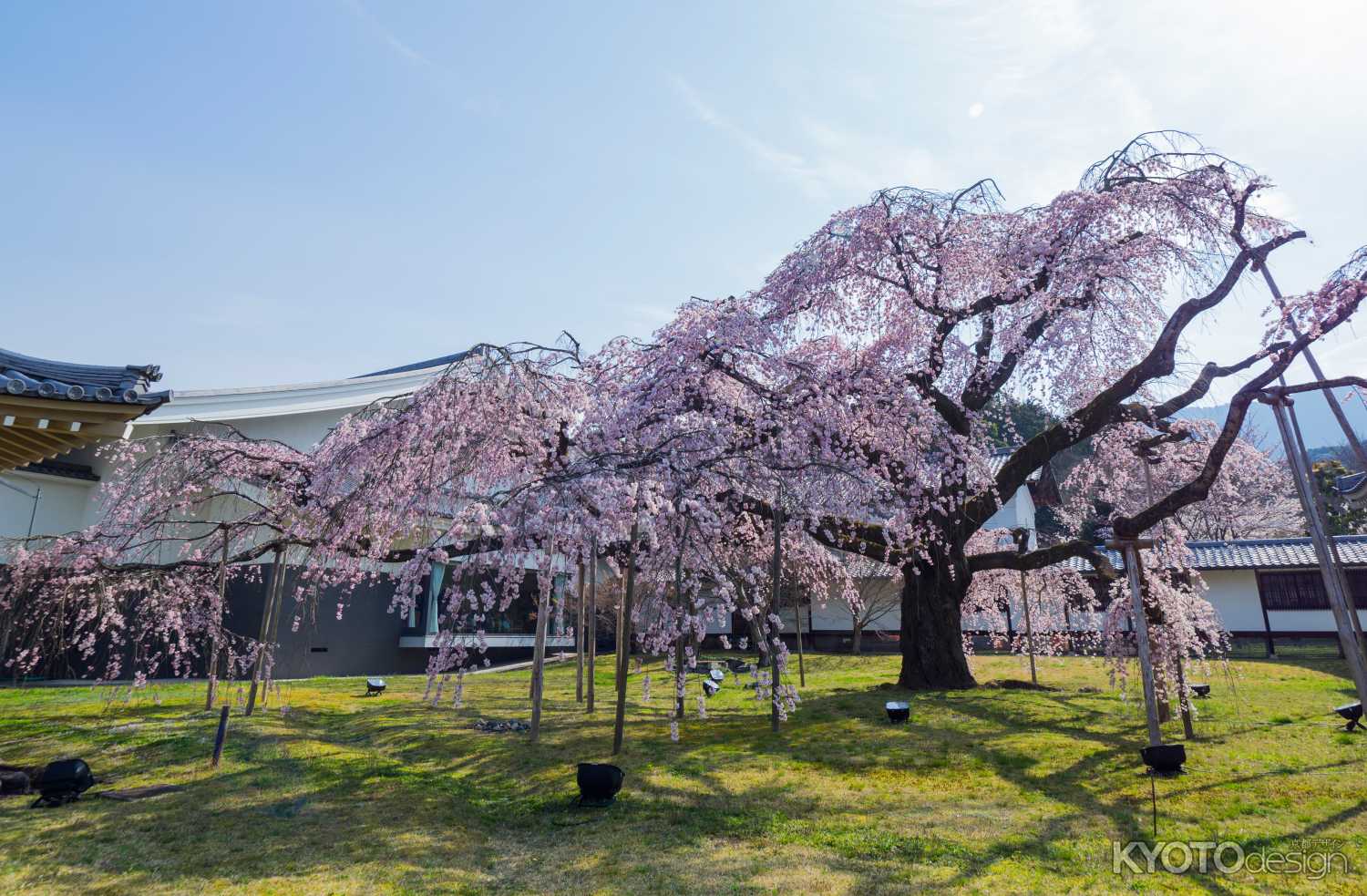 豊太閤花見行列（開催中止）