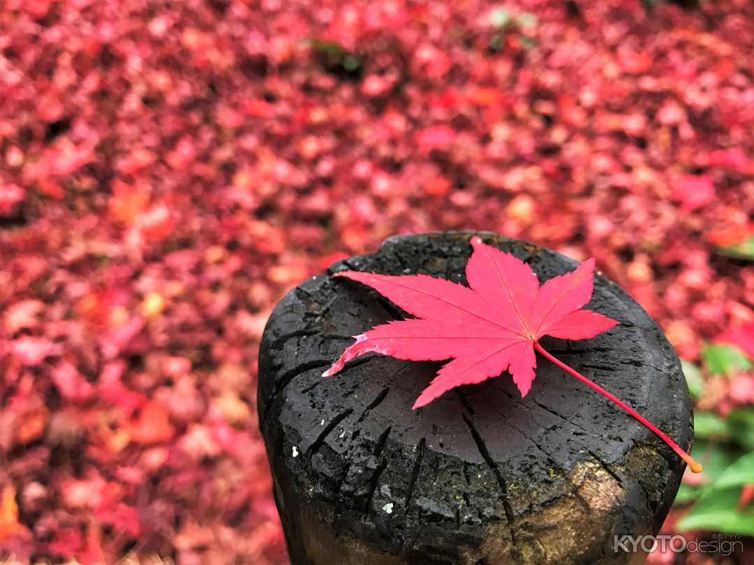 京都の第一人者が大集合！！ らくたび秋の文化祭（後援：京都新聞）
