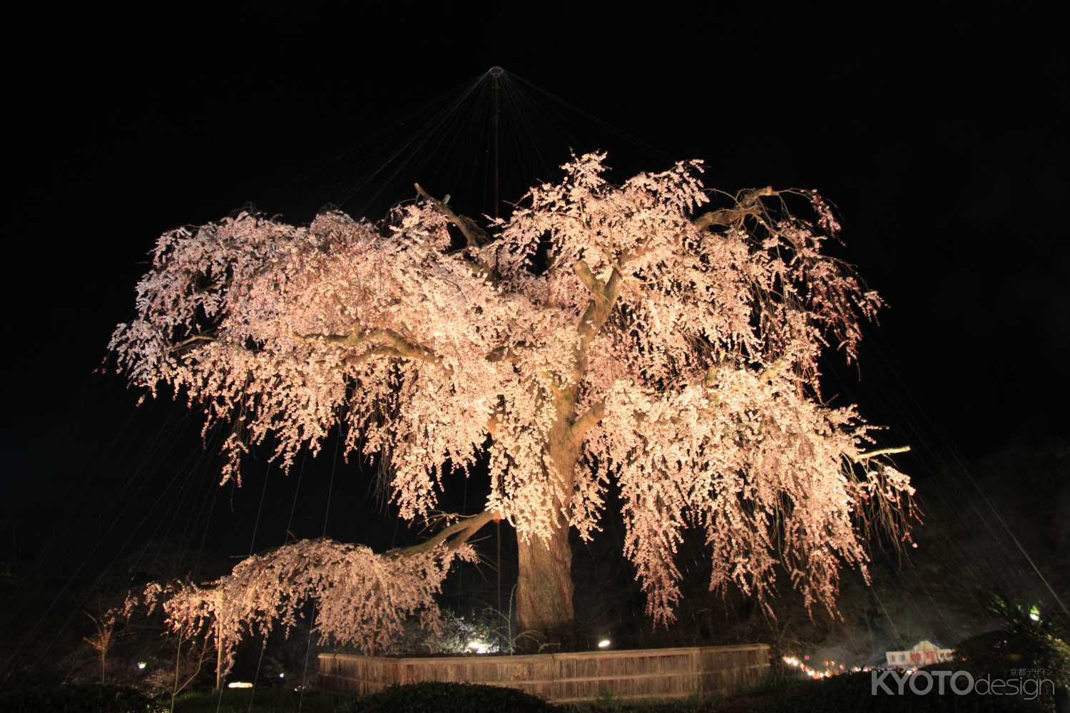 円山公園 しだれ桜ライトアップ