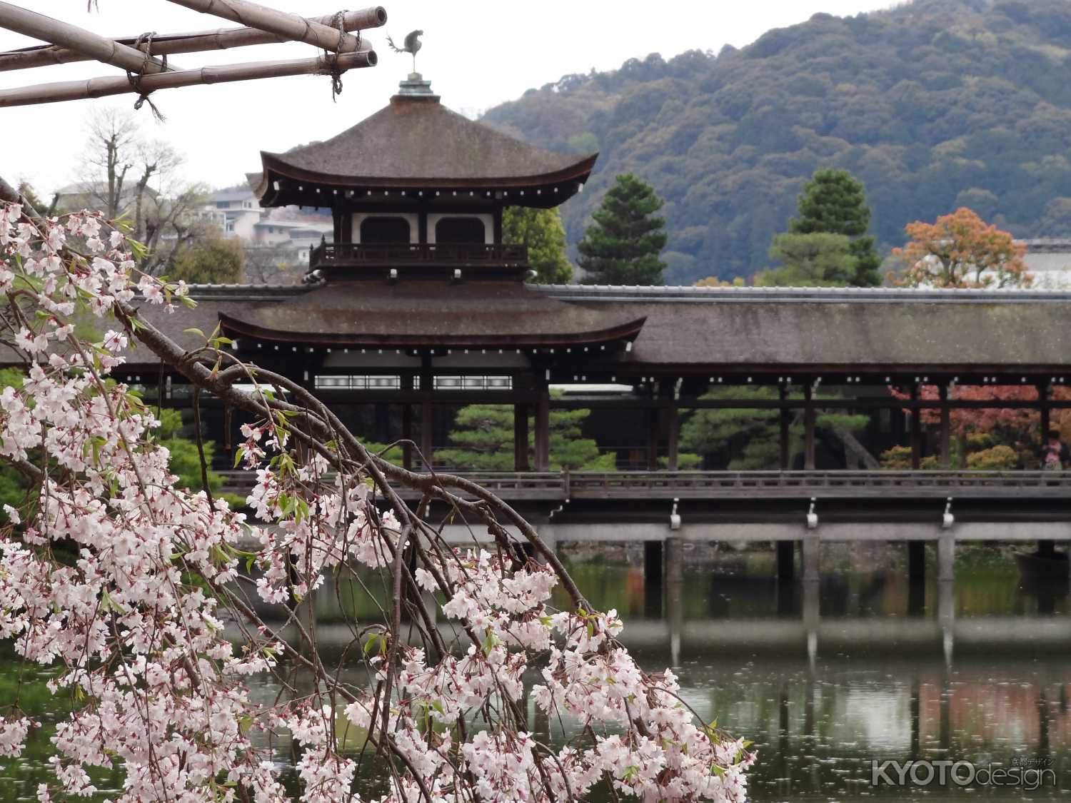 観桜茶会（開催中止）
