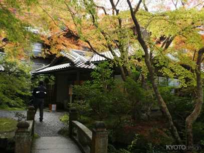 瑠璃光院 秋の特別拝観