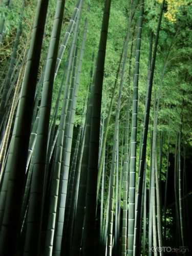 青蓮院門跡 夜間の特別拝観