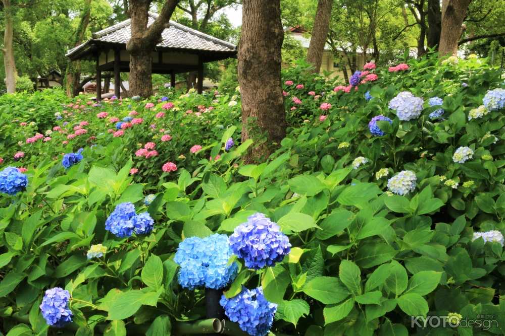 紫陽花苑の公開