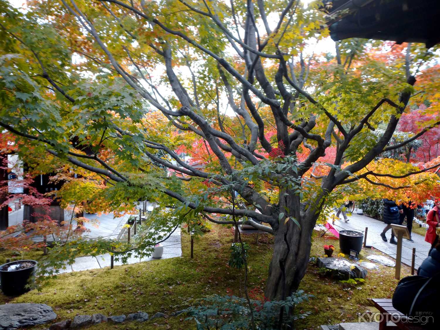 勝林寺　秋の特別拝観