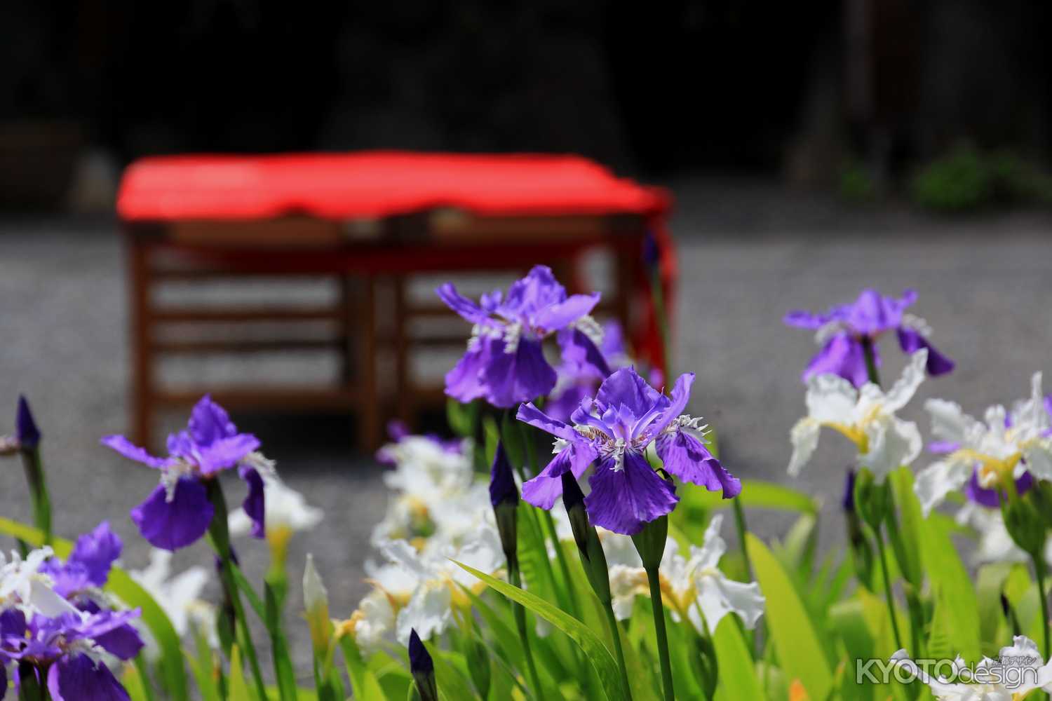 得浄明院　戒壇めぐりと一初鑑賞会（戒壇めぐりは中止）