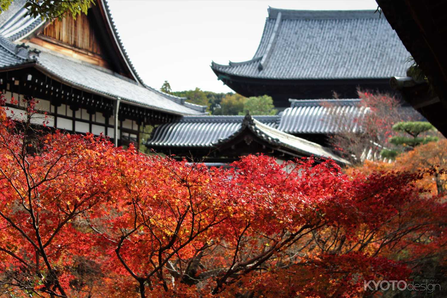 東福寺 秋の看楓特別拝観