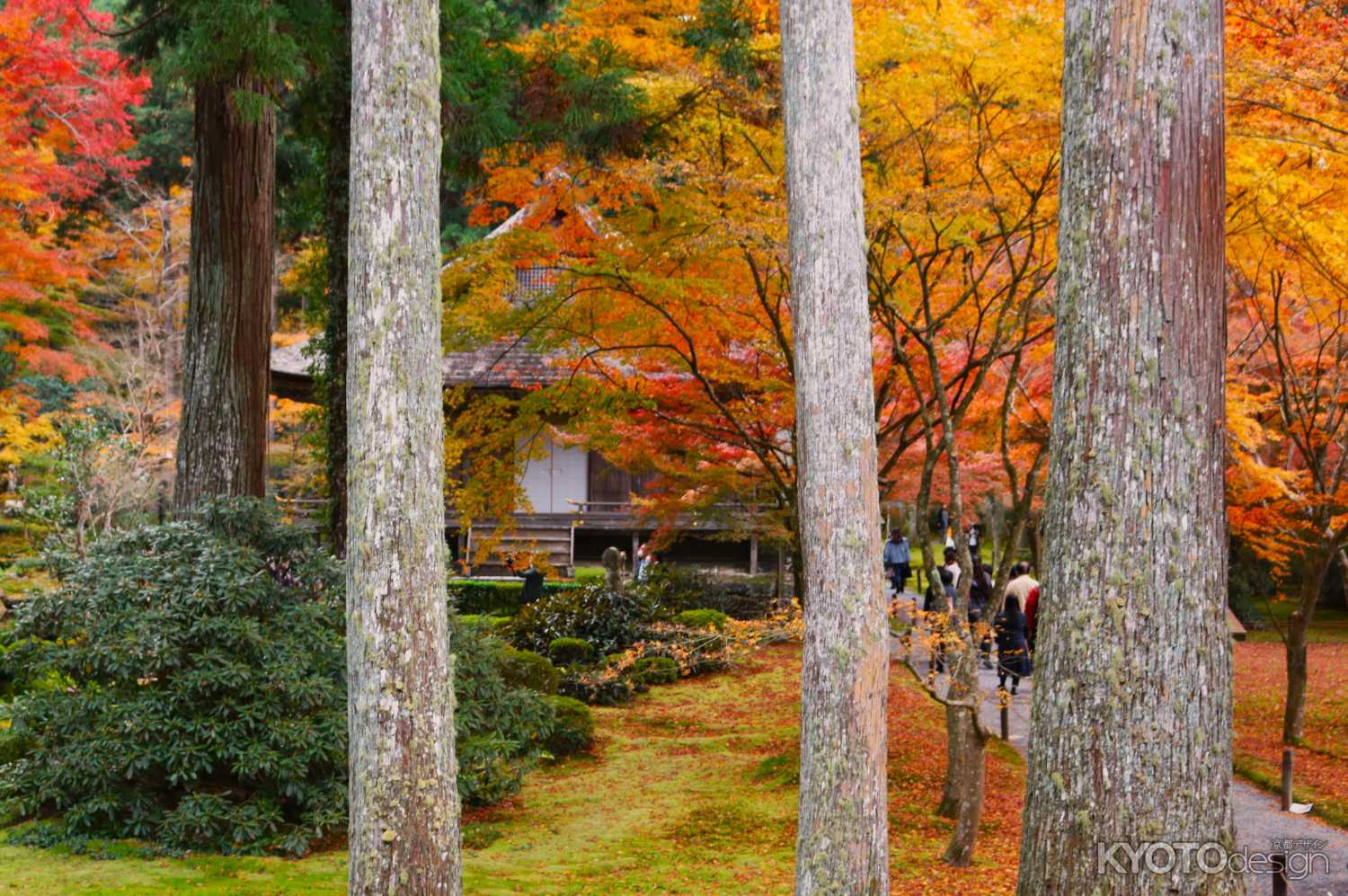 三千院 もみじ祭