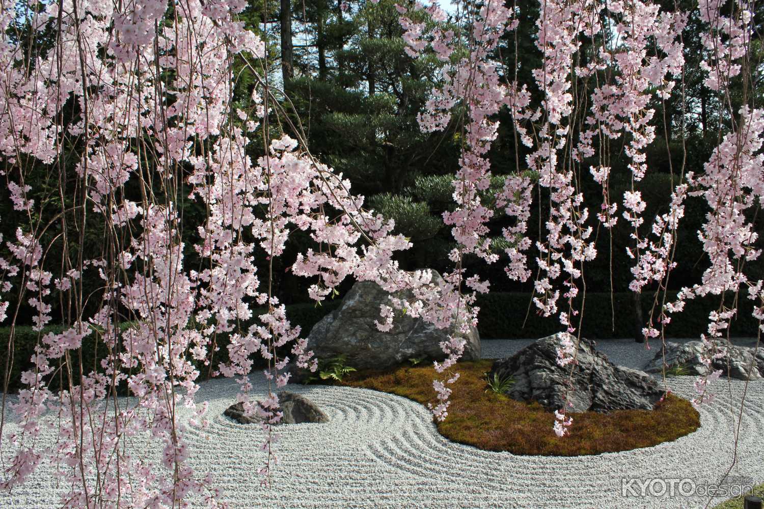 妙心寺退蔵院 春の特別公開