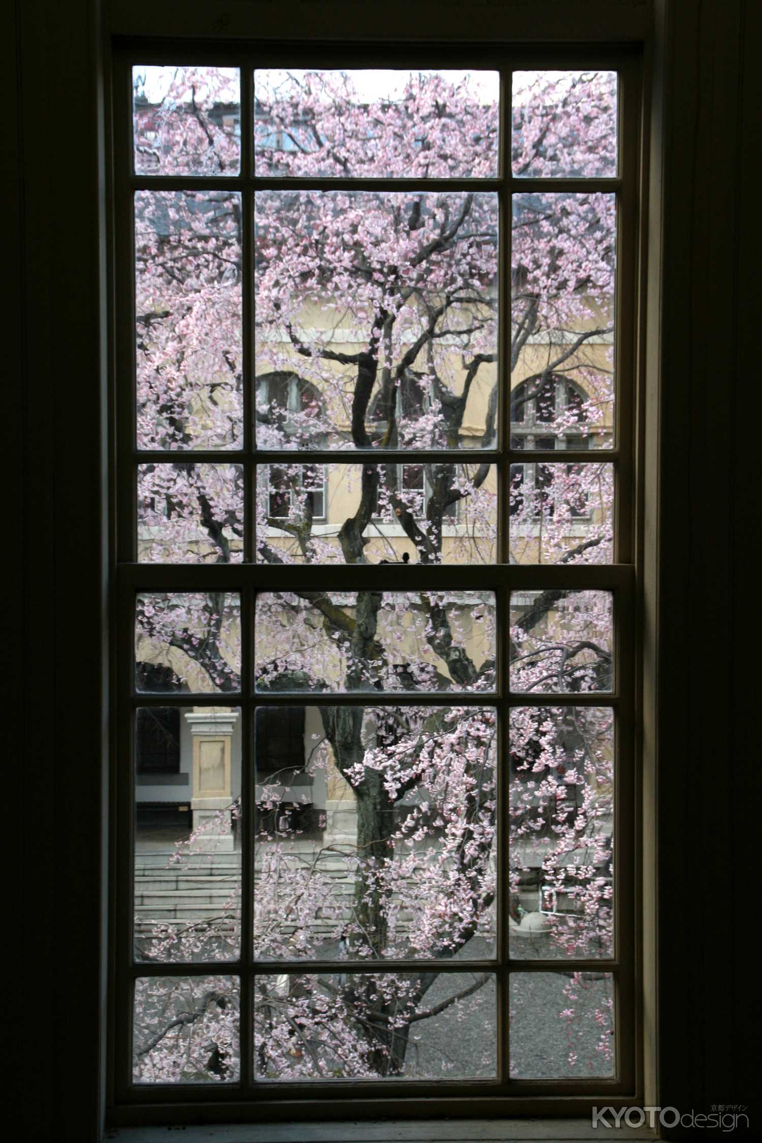 京都府庁旧本館　観桜祭（開催中止）