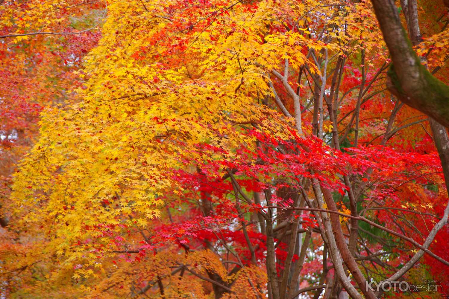 紅葉の盛り