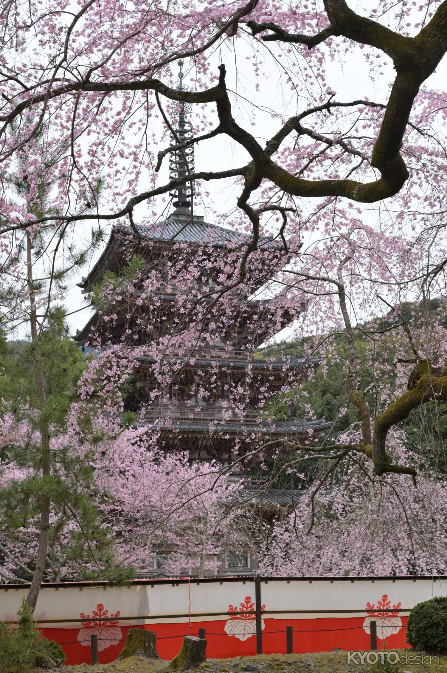 醍醐の桜と五重塔