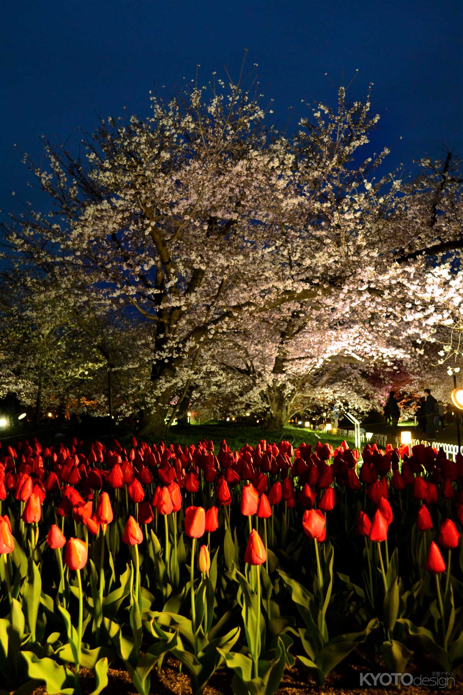 京都府立植物園 桜ライトアップ